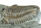 Flexicalymene Trilobite Fossil - Indiana #289059-2
